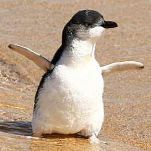 Little penguin, a species from Australia and New Zealand